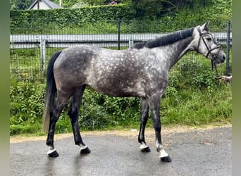 Koń westfalski, Klacz, 5 lat, 160 cm, Siwa