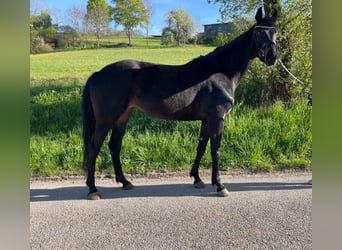 Koń westfalski, Klacz, 5 lat, 160 cm, Skarogniada