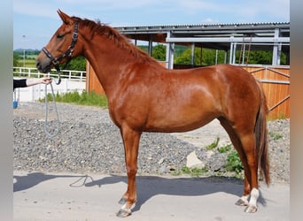 Koń westfalski, Klacz, 5 lat, 161 cm, Kasztanowata