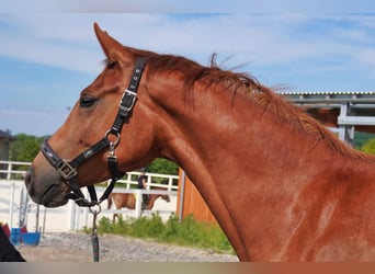 Koń westfalski, Klacz, 5 lat, 161 cm, Kasztanowata