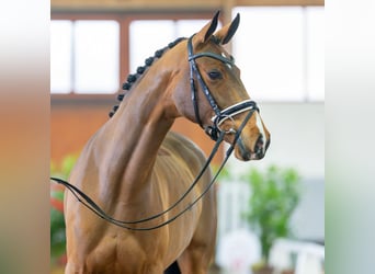 Koń westfalski, Klacz, 5 lat, 162 cm, Gniada