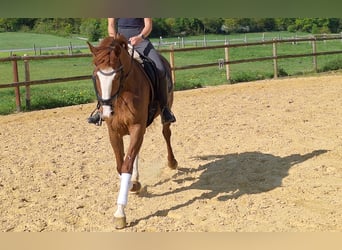 Koń westfalski, Klacz, 5 lat, 162 cm, Kasztanowata