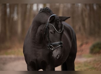 Koń westfalski, Klacz, 5 lat, 162 cm, Skarogniada