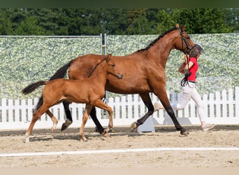 Koń westfalski, Klacz, 5 lat, 163 cm, Gniada