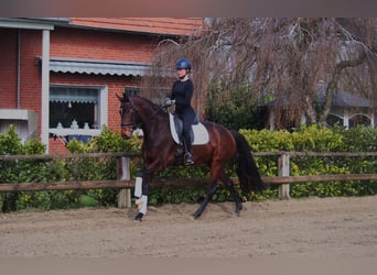 Koń westfalski, Klacz, 5 lat, 163 cm, Gniada