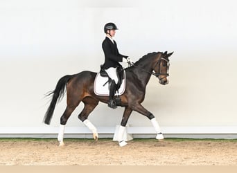 Koń westfalski, Klacz, 5 lat, 163 cm, Gniada