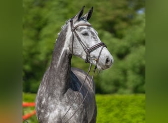 Koń westfalski, Klacz, 5 lat, 163 cm, Siwa