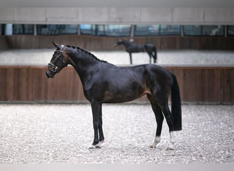 Koń westfalski, Klacz, 5 lat, 164 cm, Ciemnogniada