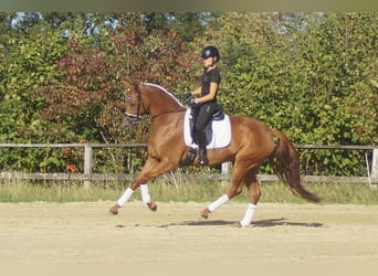 Koń westfalski, Klacz, 5 lat, 164 cm, Ciemnokasztanowata