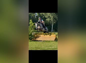 Koń westfalski, Klacz, 5 lat, 164 cm, Siwa jabłkowita