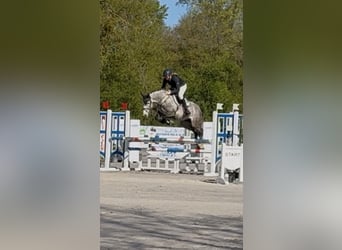 Koń westfalski, Klacz, 5 lat, 164 cm, Siwa jabłkowita