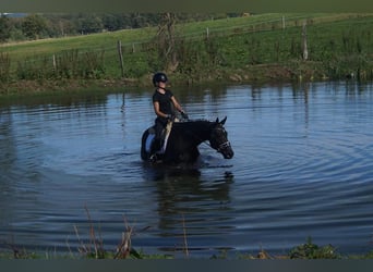 Koń westfalski, Klacz, 5 lat, 164 cm, Skarogniada