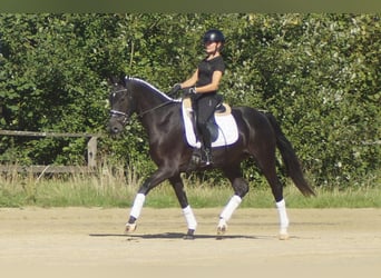 Koń westfalski, Klacz, 5 lat, 164 cm, Skarogniada