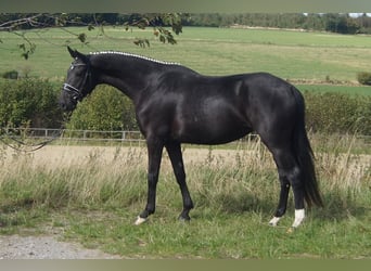 Koń westfalski, Klacz, 5 lat, 164 cm, Skarogniada