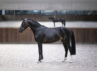 Koń westfalski, Klacz, 5 lat, 165 cm, Ciemnogniada