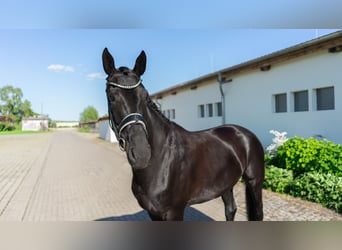 Koń westfalski, Klacz, 5 lat, 165 cm, Ciemnogniada