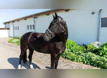 Koń westfalski, Klacz, 5 lat, 165 cm, Ciemnogniada