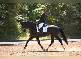Koń westfalski, Klacz, 5 lat, 165 cm, Ciemnogniada