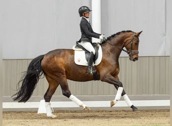Koń westfalski, Klacz, 5 lat, 165 cm, Ciemnogniada