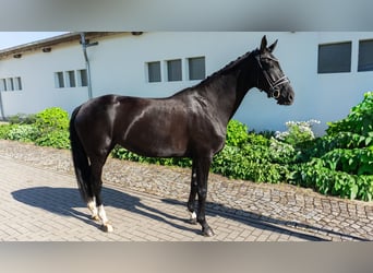 Koń westfalski, Klacz, 5 lat, 165 cm, Ciemnogniada