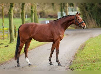 Koń westfalski, Klacz, 5 lat, 165 cm, Gniada