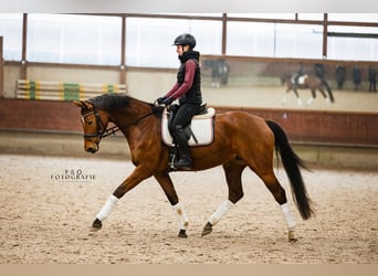 Koń westfalski, Klacz, 5 lat, 165 cm, Gniada