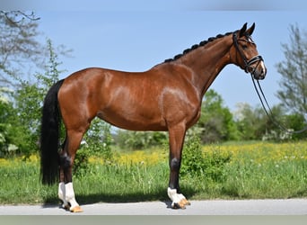 Koń westfalski, Klacz, 5 lat, 165 cm, Gniada