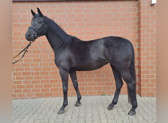 Koń westfalski, Klacz, 5 lat, 165 cm, Kara