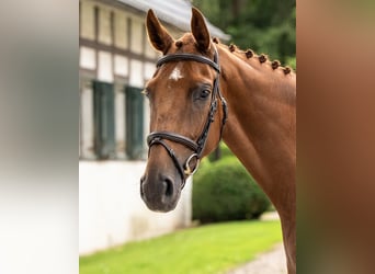 Koń westfalski, Klacz, 5 lat, 165 cm, Kasztanowata