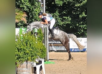 Koń westfalski, Klacz, 5 lat, 165 cm, Stalowosiwy
