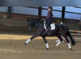 Koń westfalski, Klacz, 5 lat, 166 cm, Ciemnogniada