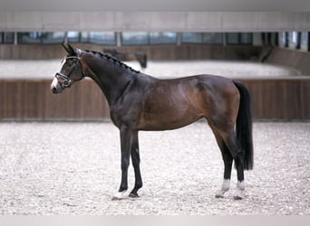 Koń westfalski, Klacz, 5 lat, 166 cm, Ciemnogniada