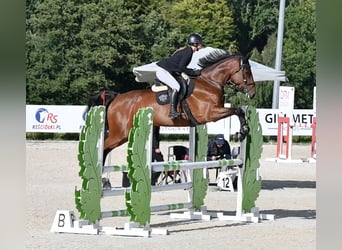 Koń westfalski, Klacz, 5 lat, 166 cm, Gniada