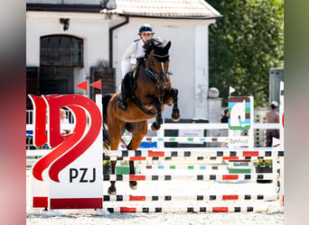 Koń westfalski, Klacz, 5 lat, 166 cm, Gniada