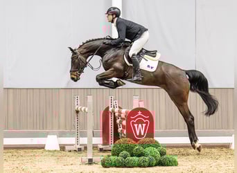 Koń westfalski, Klacz, 5 lat, 167 cm, Ciemnogniada