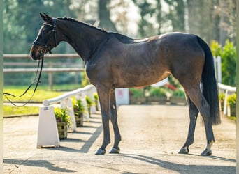 Koń westfalski, Klacz, 5 lat, 167 cm, Ciemnogniada