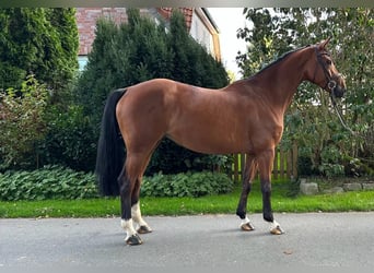 Koń westfalski, Klacz, 5 lat, 167 cm, Gniada
