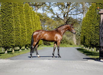 Koń westfalski, Klacz, 5 lat, 167 cm, Gniada