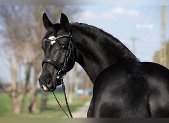 Koń westfalski, Klacz, 5 lat, 167 cm, Kara