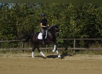 Koń westfalski, Klacz, 5 lat, 167 cm, Kara