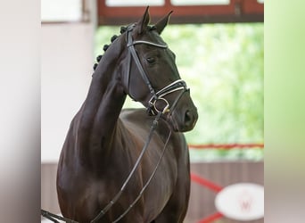 Koń westfalski, Klacz, 5 lat, 167 cm, Kara