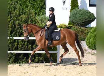 Koń westfalski, Klacz, 5 lat, 167 cm, Kasztanowata