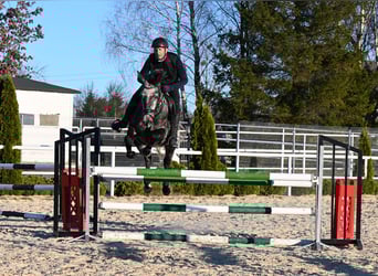 Koń westfalski, Klacz, 5 lat, 167 cm, Siwa jabłkowita