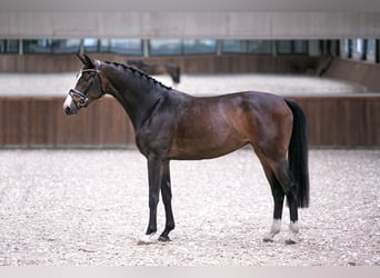 Koń westfalski, Klacz, 5 lat, 168 cm, Ciemnogniada