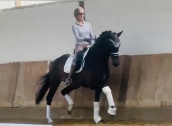 Koń westfalski, Klacz, 5 lat, 168 cm, Ciemnogniada