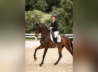 Koń westfalski, Klacz, 5 lat, 168 cm, Ciemnogniada
