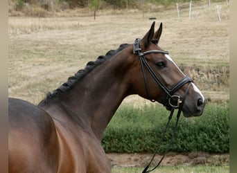 Koń westfalski, Klacz, 5 lat, 168 cm, Ciemnogniada