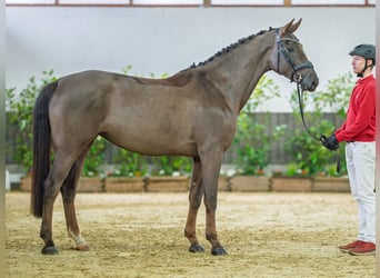 Koń westfalski, Klacz, 5 lat, 168 cm, Ciemnokasztanowata