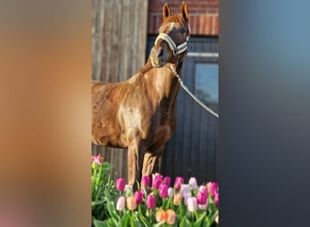 Koń westfalski, Klacz, 5 lat, 168 cm, Ciemnokasztanowata