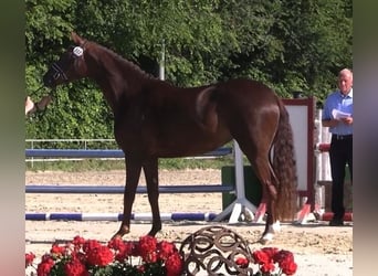Koń westfalski, Klacz, 5 lat, 168 cm, Ciemnokasztanowata